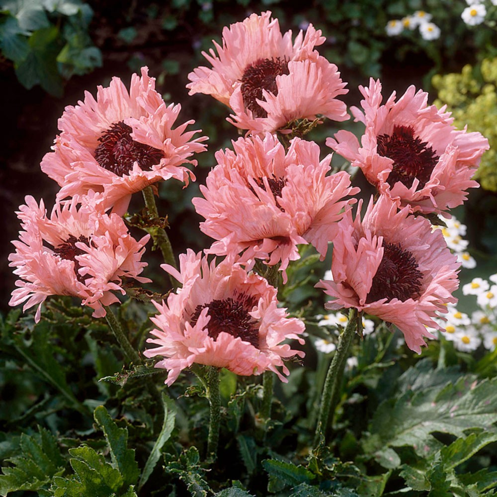 Papaver orientale 'Pink Ruffles'
